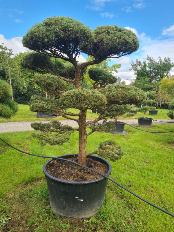 Juniper 'Blue Mountain' Bonsai