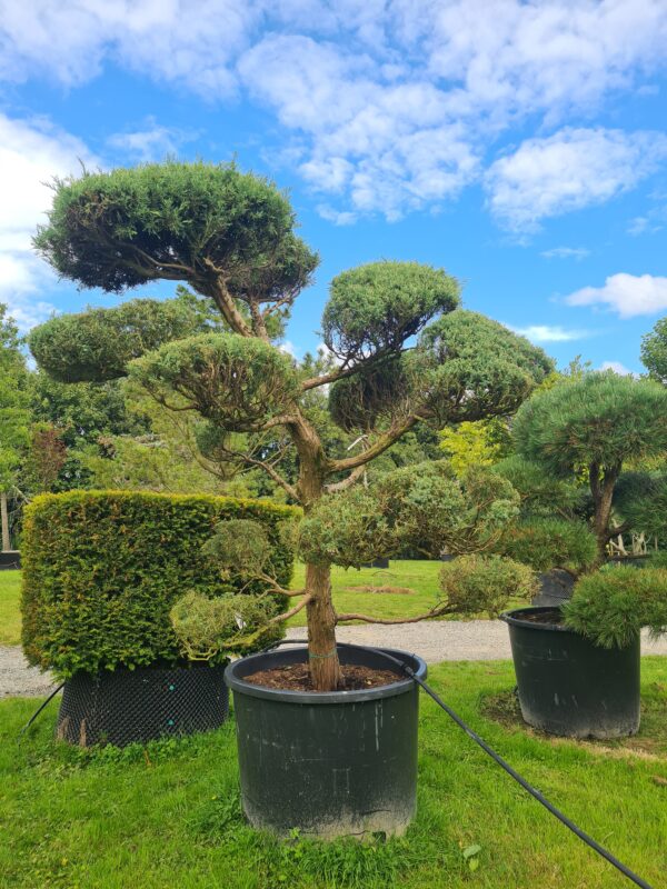 Juniper 'Blue Mountain' Mature Cloud Form - Image 2