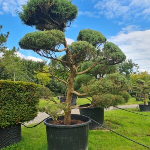 Juniper 'Blue Mountain' Mature Cloud Form
