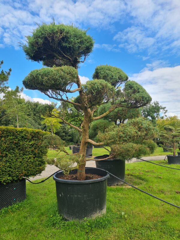 Juniper 'Blue Mountain' Mature Cloud Form