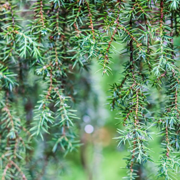 Juniper 'Horstmann' Pendula - Image 2