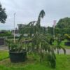 Juniper comm. 'Horstmann' - 500L 300-350cm specimen
