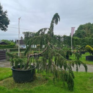 Juniper comm. 'Horstmann'