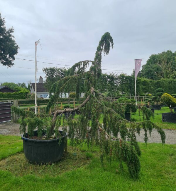 Juniper comm. 'Horstmann'