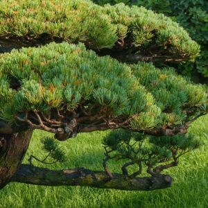 Juniper media 'Compact' Specimen