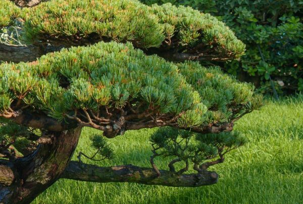 Juniper media 'Compact' Specimen