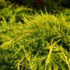 Juniperus Pfitzeriana Aurea Bonsai - 70L 60-80cm tall, 100-120cm wide