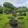 Juniper x media 'Hetzii' Bonsai Form - Juniper x media 'Hetzii' Bonsai 1