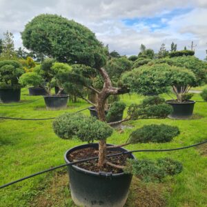 Juniper x media 'Hetzii' Bonsai Form