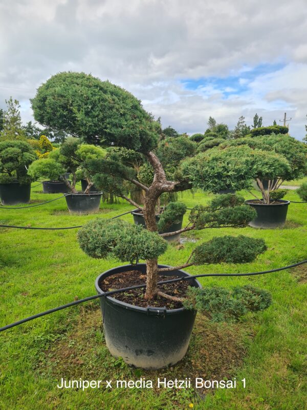 Juniper x media 'Hetzii' Bonsai Form