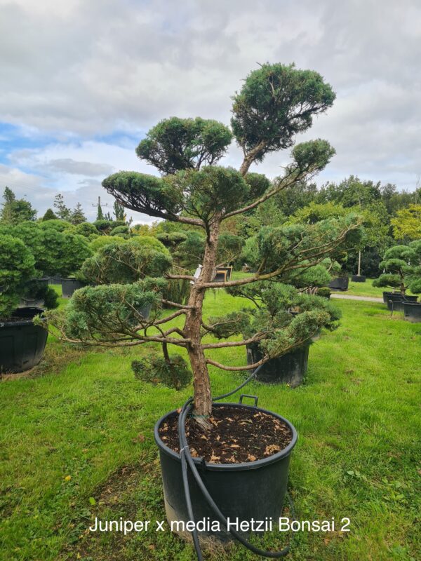 Juniper x media 'Hetzii' Bonsai Form - Image 2