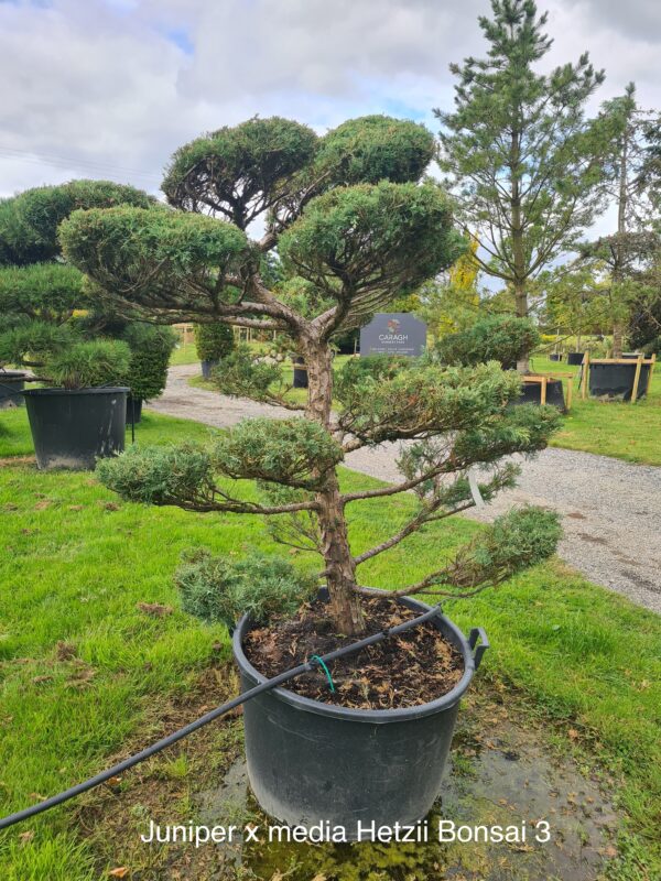 Juniper x media 'Hetzii' Bonsai Form - Image 3