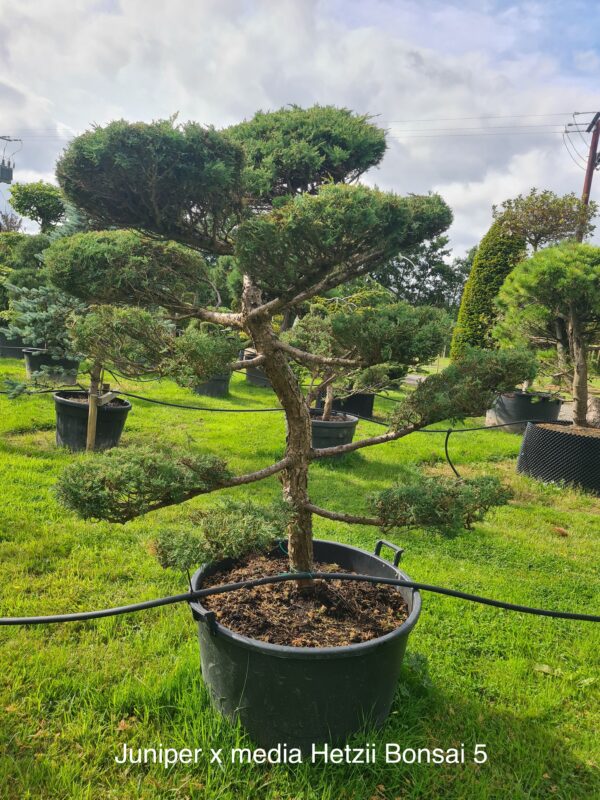 Juniper x media 'Hetzii' Bonsai Form - Image 5