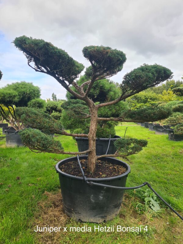 Juniper x media 'Hetzii' Bonsai Form - Image 4