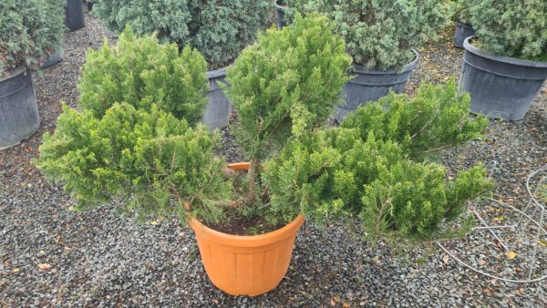 Juniperus Pfitzeriana Aurea Bonsai - Image 2
