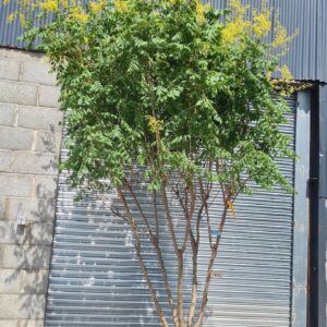 Koelreuteria paniculata - Pride of India  Multistem