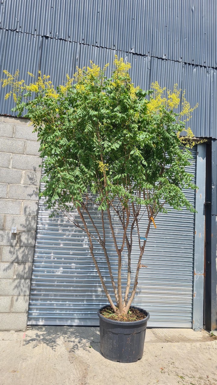 Koelreuteria paniculata - Pride of India  Multistem