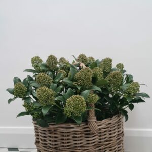 Kubu Oval Basket with Handle