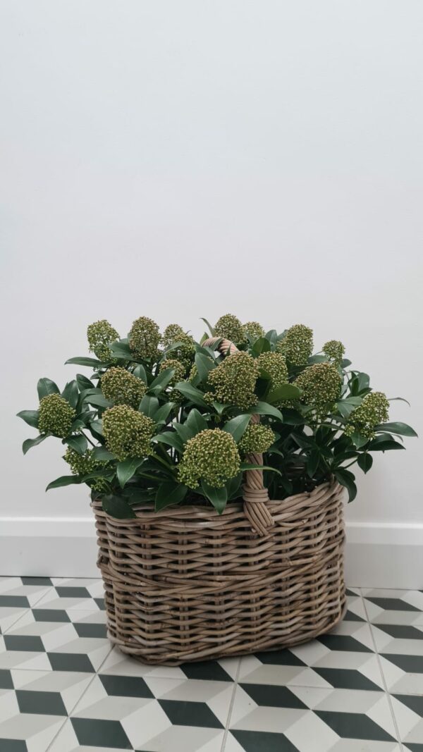 Kubu Oval Basket with Handle