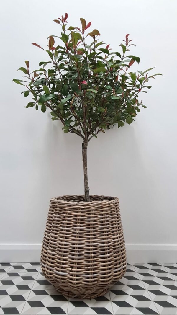 Kubu Round Basket