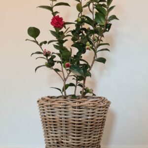 Kubu Basket with Three Legs