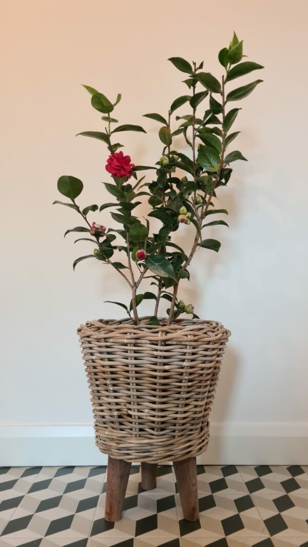 Kubu Basket with Three Legs