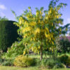 Laburnum x watereri Vossii / Golden Rain Tree - 70L 12-14cm girth, 3-3.5m tall