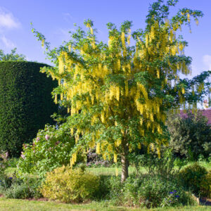 Laburnum x watereri Vossii / Golden Rain Tree