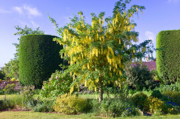 Laburnum x watereri Vossii / Golden Rain Tree