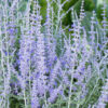 Perovskia Lacey Blue Lissitt - 2L