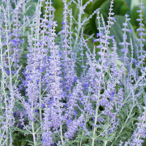 Perovskia Lacey Blue Lissitt