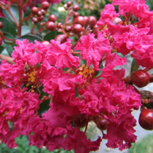 Lagerstroemia indica / Crepe Myrtle Standard Tree