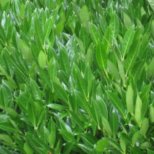 Prunus laur. Caucasica / Laurel Caucasica 1/2 Standard