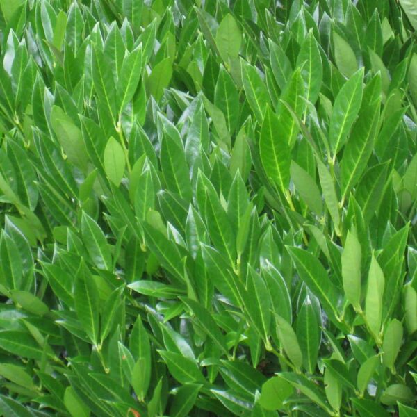 Prunus laur. Caucasica / Laurel Caucasica 1/2 Standard