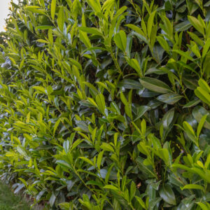 Prunus laur. Rotundifolia / Cherry Laurel