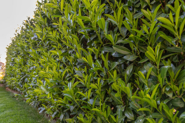 Prunus laur. Rotundifolia / Cherry Laurel