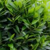 Laurus nobilis / Bay Laurel - 18L 200-250cm