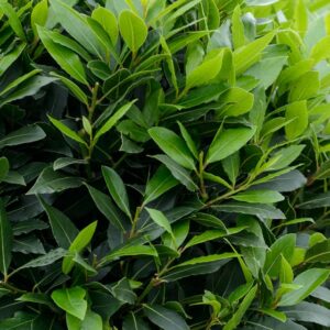 Laurus nobilis / Bay Laurel