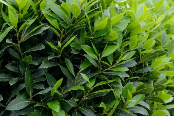 Laurus nobilis / Bay Laurel