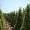 Laurus nobilis Cones - 25L 100-125cm