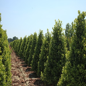 Laurus nobilis Cones