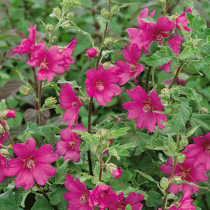 Lavatera Burgundy Wine