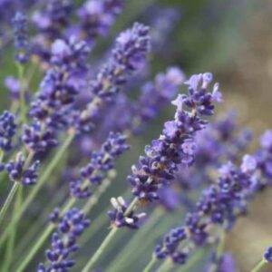 Lavender Munstead