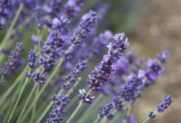 Lavender Munstead