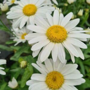 Leucanthemum 'Snow Lady'
