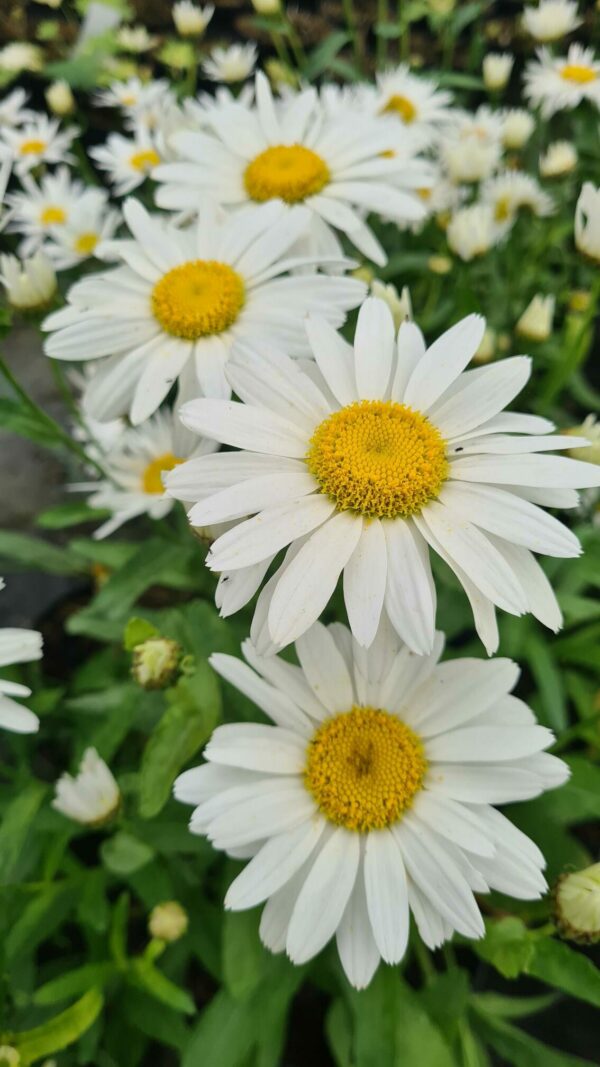 Leucanthemum 'Snow Lady'