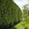 Cupressus Leylandii / Leyland Cypress - 375L 450-500cm