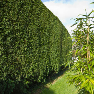 Cupressus Leylandii / Leyland Cypress