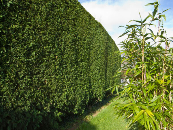 Cupressus Leylandii / Leyland Cypress