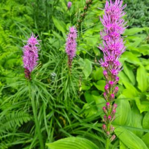 Liatris spicata